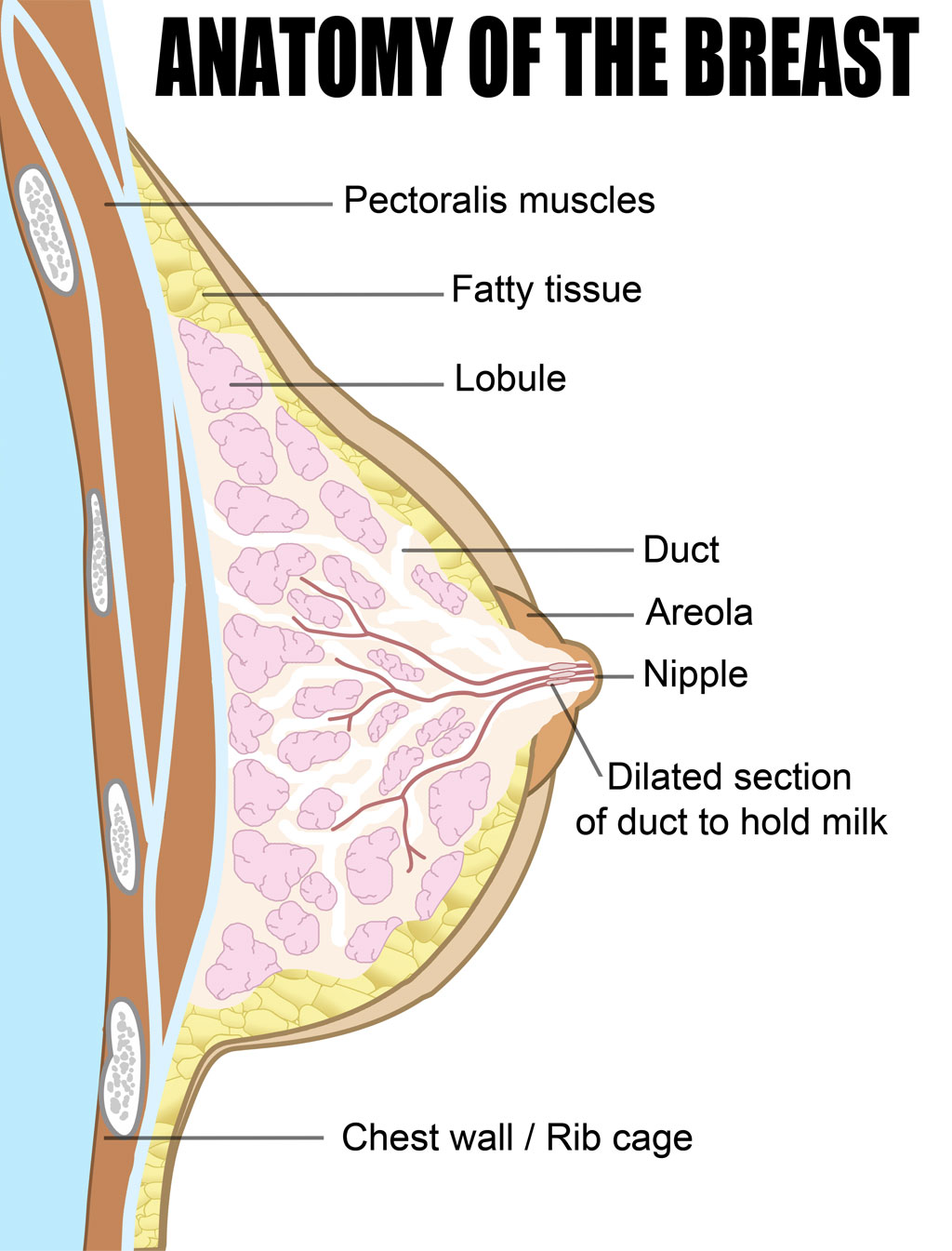 Anatomy of the Breast