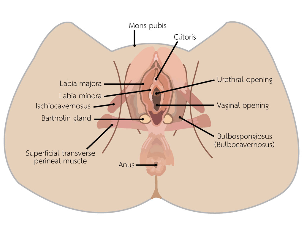 Female Reproductory Anatomy
