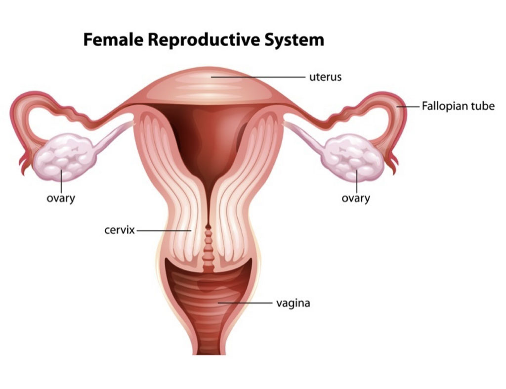 Female Reproductory System
