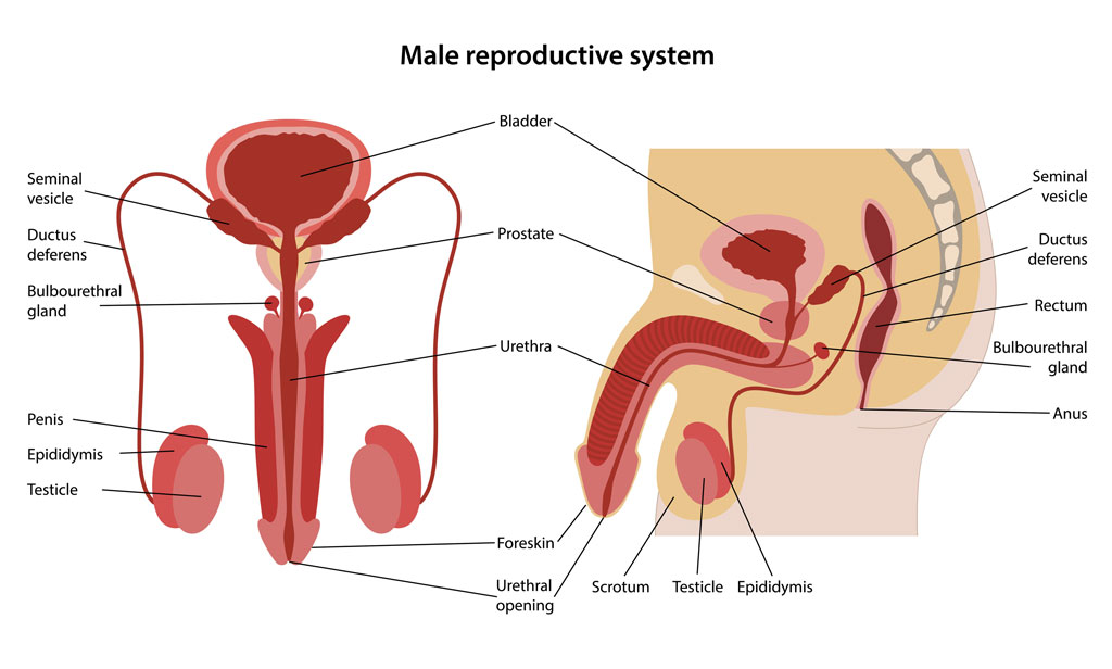 Male Reproductive System